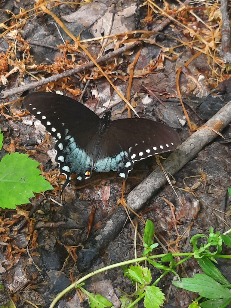 Spicebush Swallowtail from Jonesborough, TN 37659, USA on May 1, 2024 ...