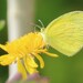 Broad-bordered Grass Yellow - Photo (c) Fiona Hellmann, some rights reserved (CC BY-NC), uploaded by Fiona Hellmann