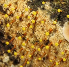 Physarella oblonga