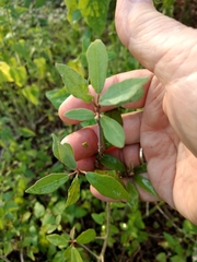 Capparis incana