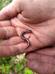 Plethodon serratus