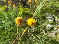 Leucaena greggii