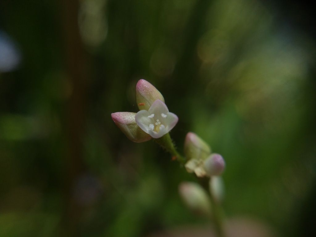 Persicaria praetermissa