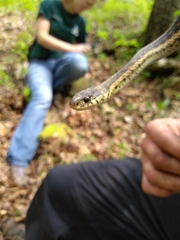 Thamnophis sirtalis