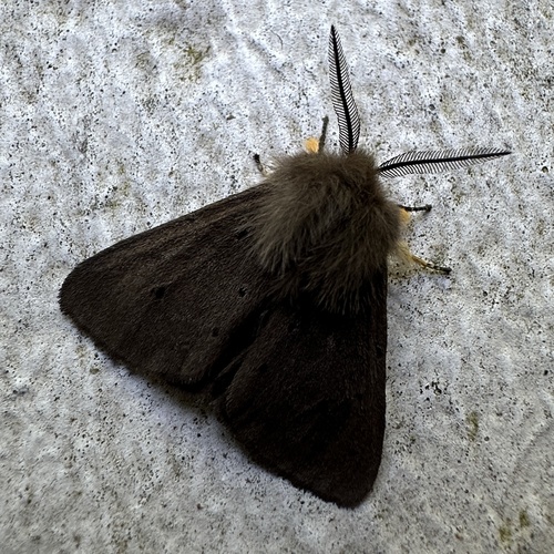 Muslin Moth, Heemskerklaan, Velp, Gelderland, NL, photo 8 of 10