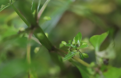 Image of Bacopa stricta by (c) Steven Bodzin, some rights reserved (CC BY)