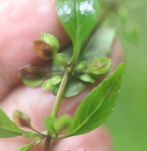 Image of Bacopa stricta by (c) Steven Bodzin, some rights reserved (CC BY)