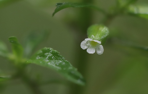 Image of Bacopa stricta by (c) Steven Bodzin, some rights reserved (CC BY)