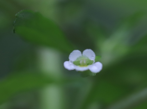 Image of Bacopa stricta by (c) Steven Bodzin, some rights reserved (CC BY)