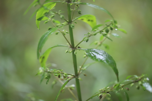 Image of Bacopa stricta by (c) Steven Bodzin, some rights reserved (CC BY)