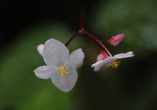 Image of Begonia decandra by (c) Steven Bodzin, some rights reserved (CC BY)