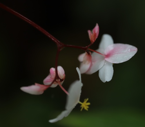 Image of Begonia decandra by (c) Steven Bodzin, some rights reserved (CC BY)