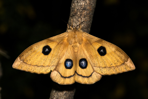 Tau Emperor Moth
