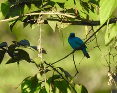 Cotinga maynana