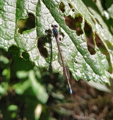 Acanthagrion