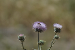 Cirsium neomexicanum