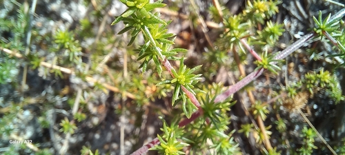 Image of Retro Capegorse (Aspalathus retroflexa) by (c) Adele SL, some rights reserved (CC BY)
