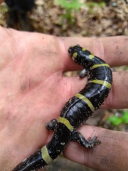 Ambystoma annulatum