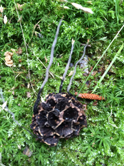 Xylaria liquidambar