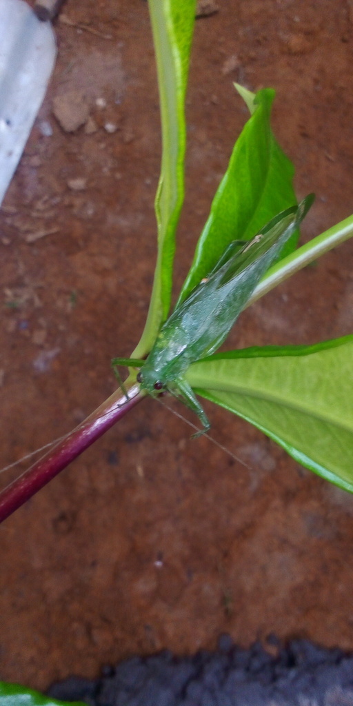 Pleothrix