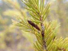 Arceuthobium pusillum