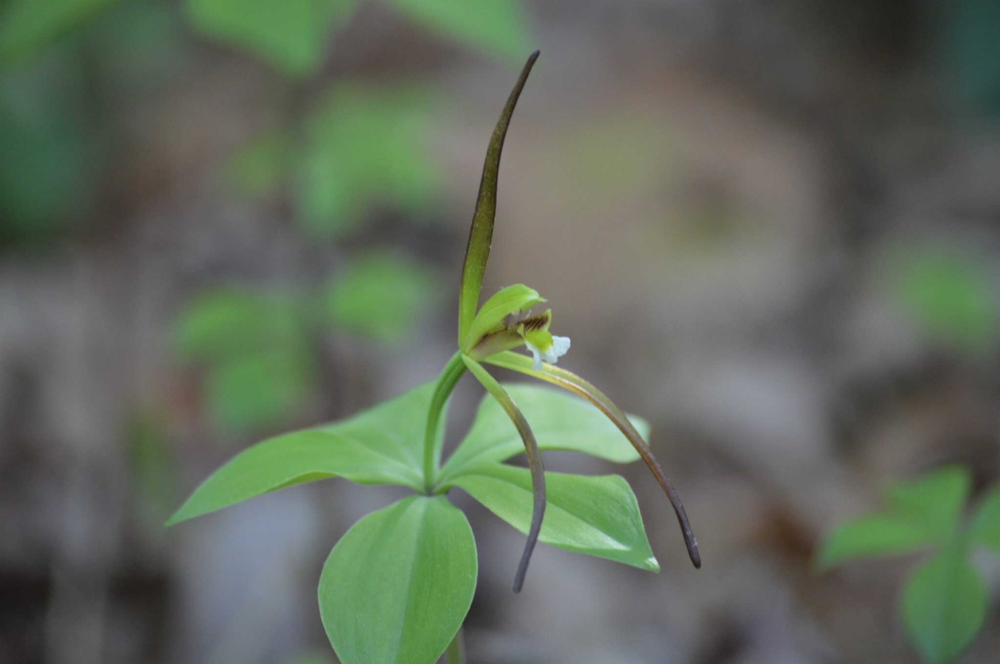 Isotria verticillata