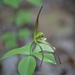 Large Whorled Pogonia - Photo (c) biomania, some rights reserved (CC BY-NC), uploaded by biomania