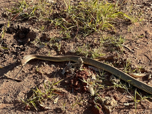 Mulga Snake sighting
