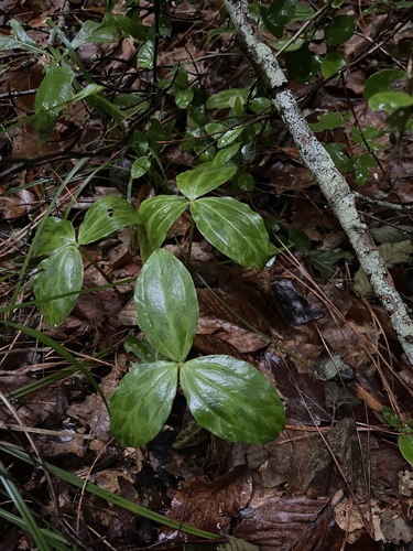Image of Trillium gracile by (c) Brandon Corder, some rights reserved (CC BY)