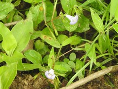 Bonnaya ruelloides