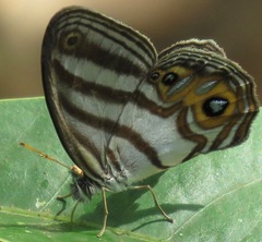 Chloreuptychia herseis