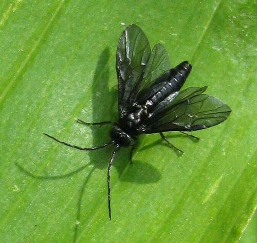 Solomon's-seal sawfly, photo 3 of 10