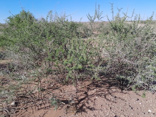 Image of Vachellia nebrownii by no rights reserved