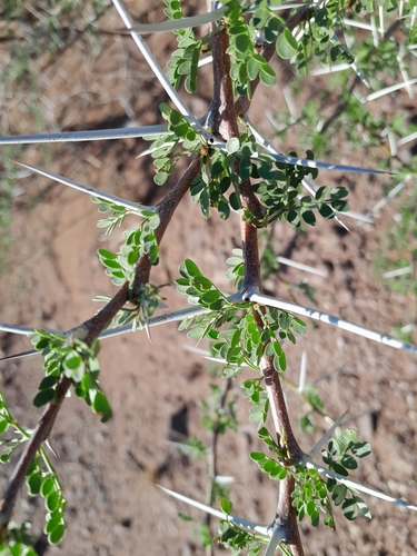 Image of Vachellia nebrownii by no rights reserved
