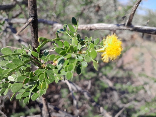 Image of Vachellia nebrownii by no rights reserved