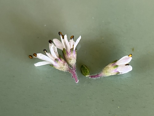 Image of Agathosma cerefolia by (c) Charleen Brunke, some rights reserved (CC BY)