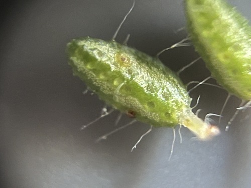 Image of Agathosma cerefolia by (c) Charleen Brunke, some rights reserved (CC BY)