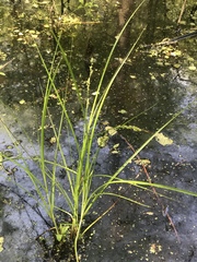 Carex decomposita
