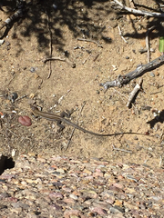 Aspidoscelis hyperythrus beldingi