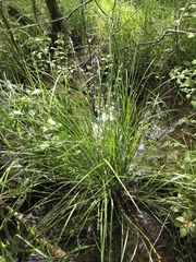 Carex decomposita