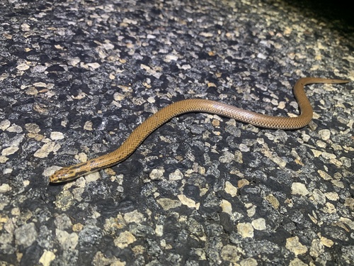 Photo of a Spotted Snake (Suta punctata)