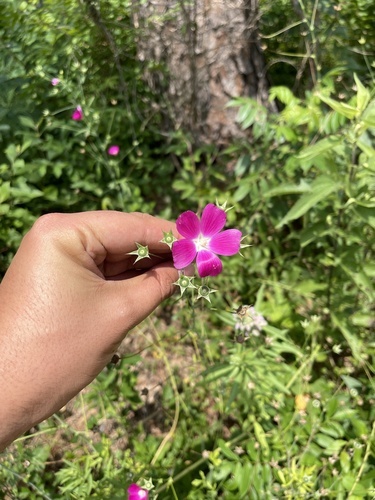 Image of Callirhoe leiocarpa by (c) Brandon Corder, some rights reserved (CC BY)