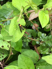 Chrysopilus thoracicus