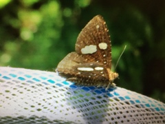 Herimba atkinsoni disconjuncta