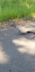 Lampropeltis calligaster
