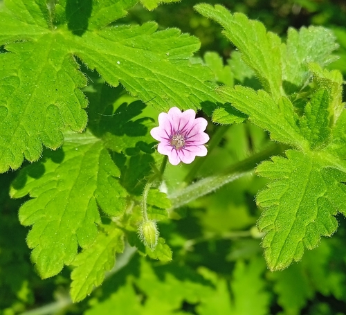 Image of Geranium divaricatum by (c) Igor Karyakin, some rights reserved (CC BY)