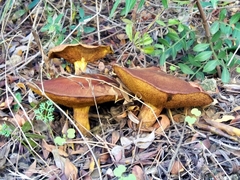 Suillus mediterraneensis