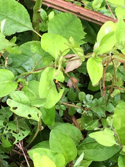 Chrysopilus thoracicus