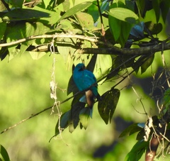 Cotinga maynana