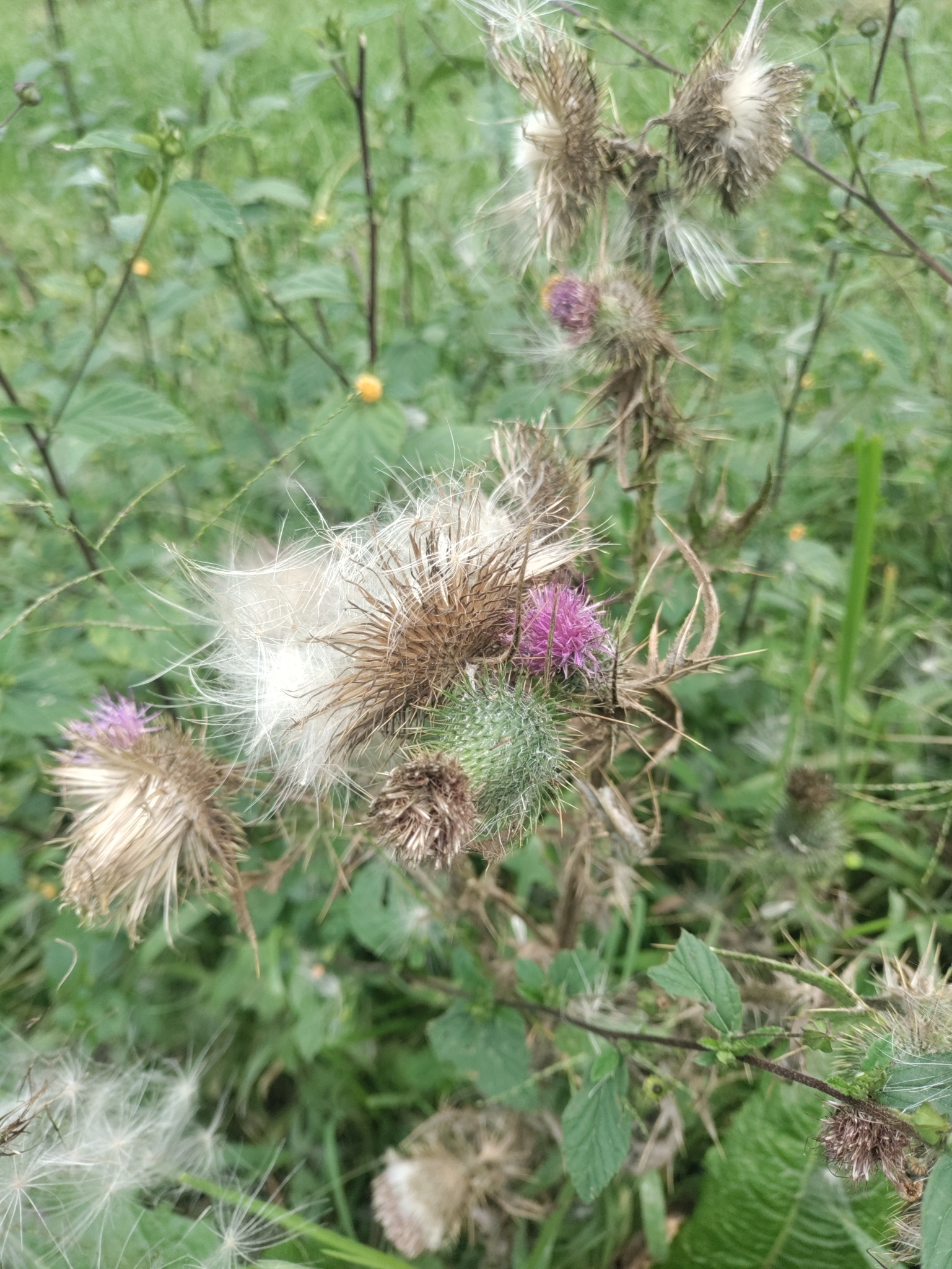 Cirsium image